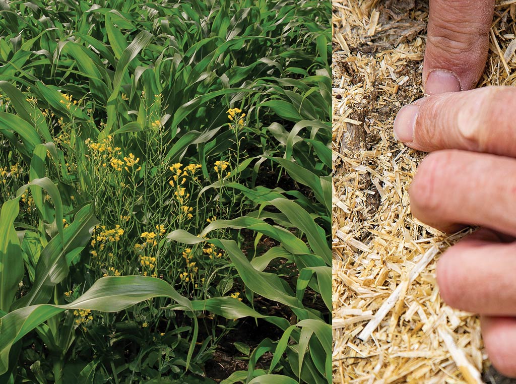crops and hands in soil