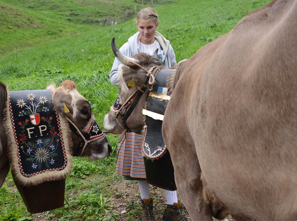 Young girl with cows