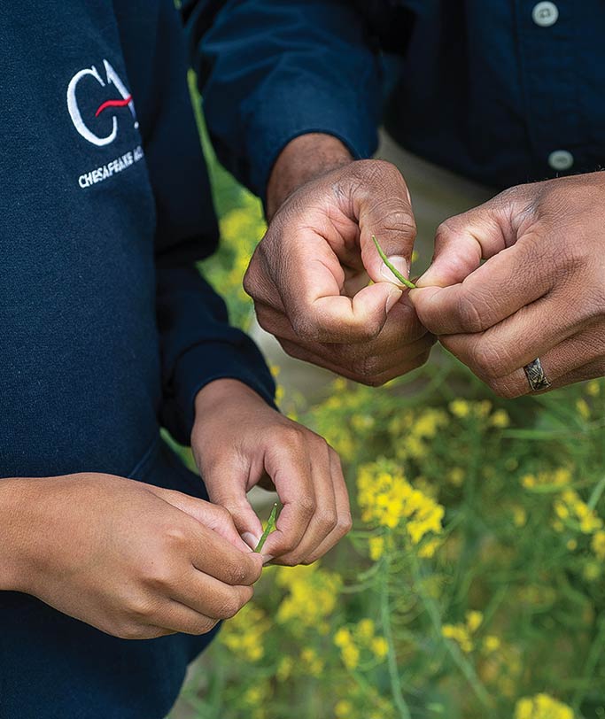 hands hold plant