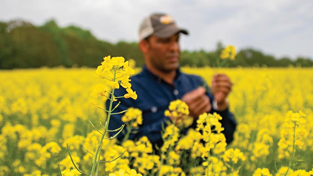 Farmer in field looking at crop