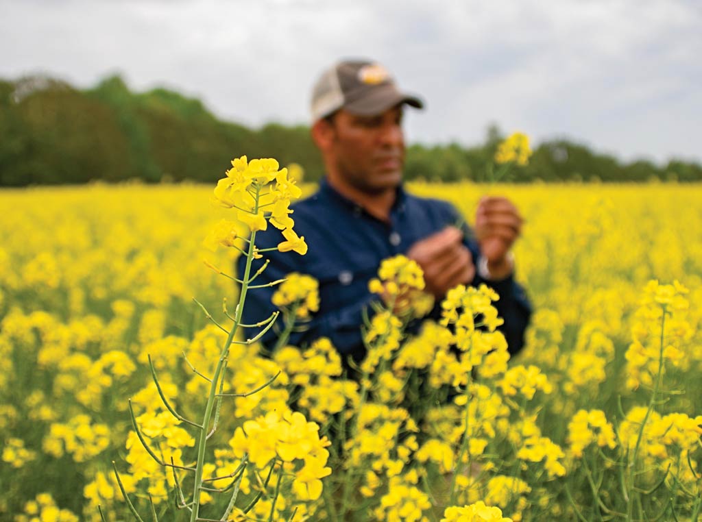 Man standing in field inspecting crop