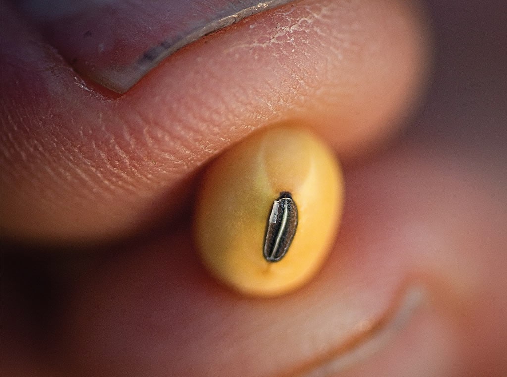 fingers holding a soybean up close