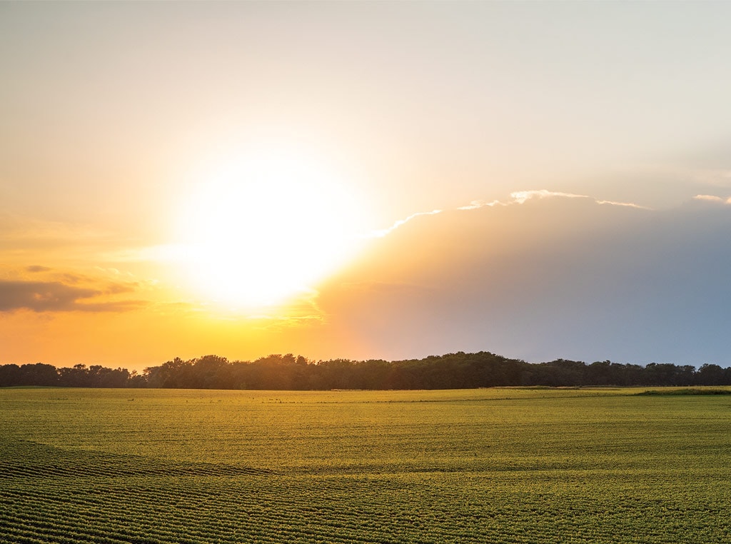 Sun shining over crops 