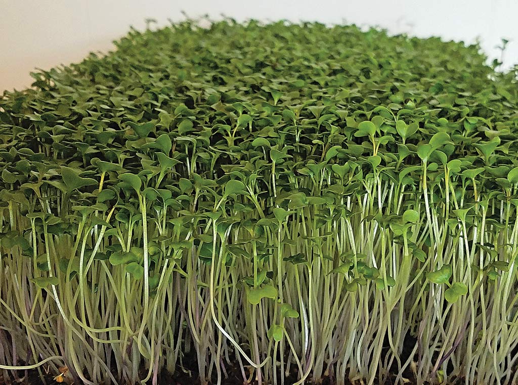 photo of superfood sprouts