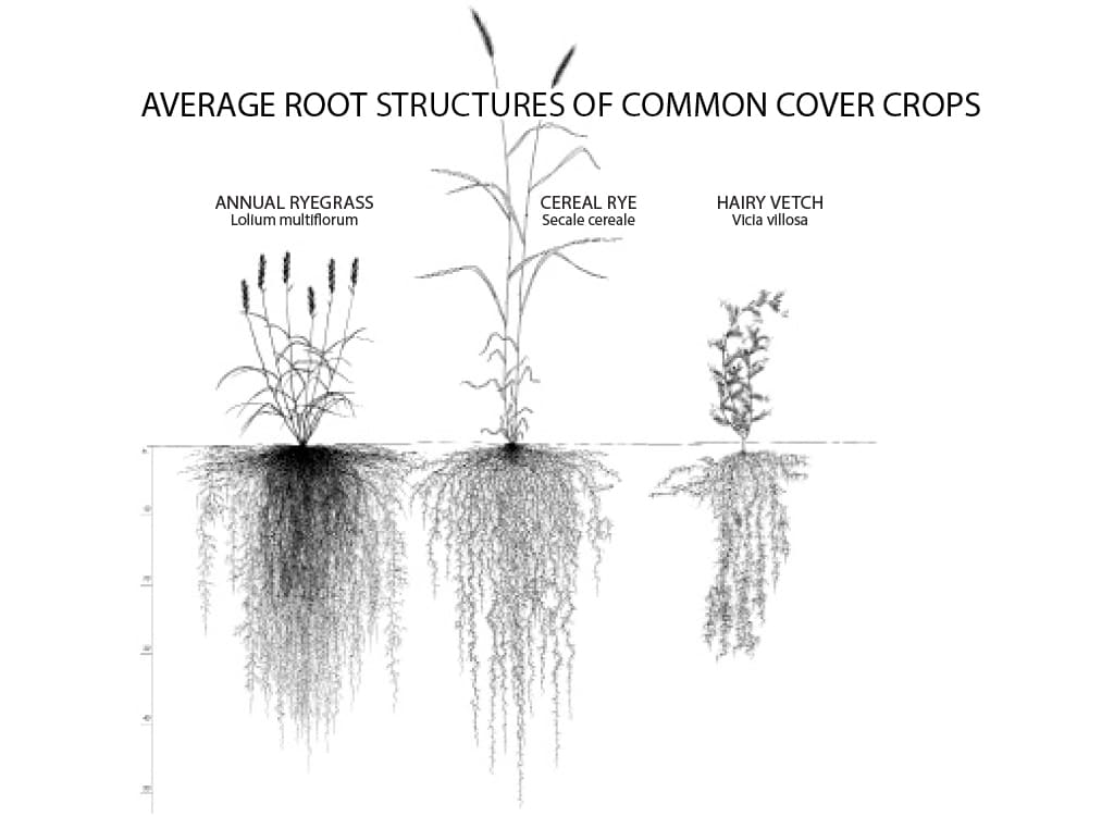 illustration of plants