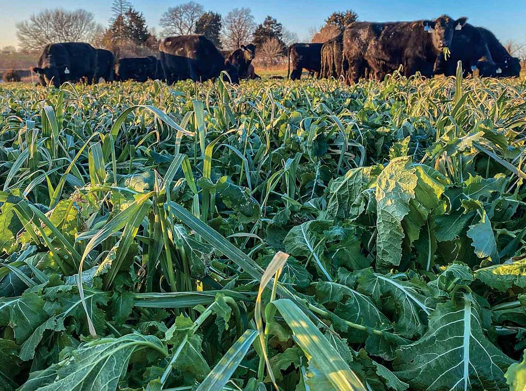 Blends of grass and brassica