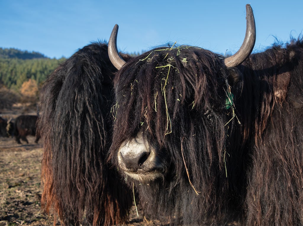 Yak photo closeup