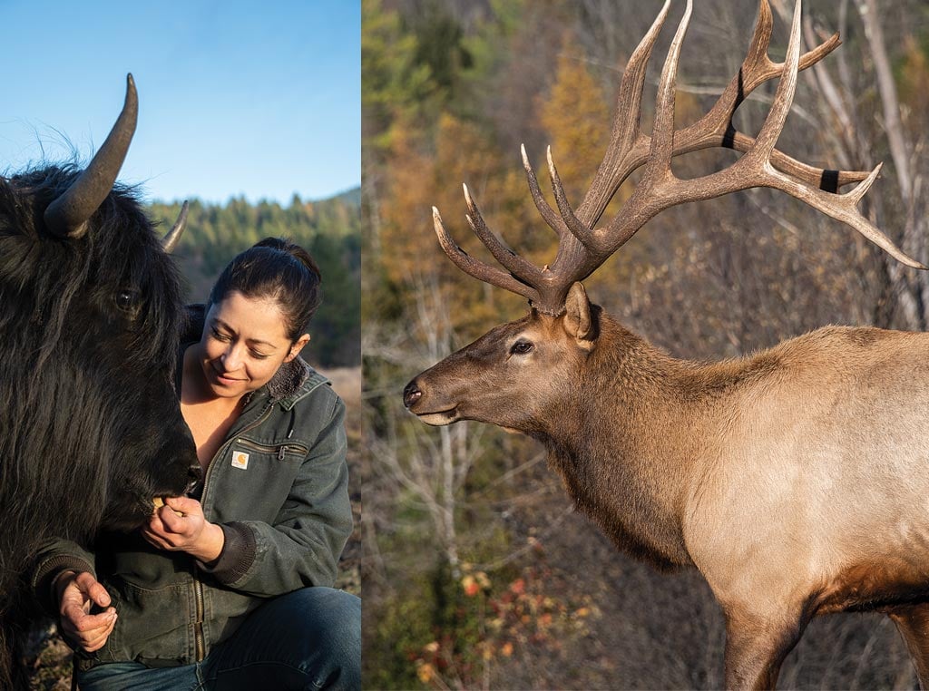 Sophia with elk and elk bull