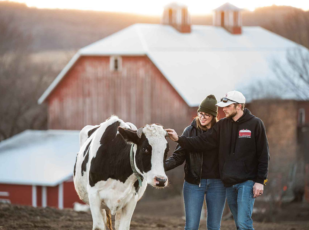 Couple standing with cow