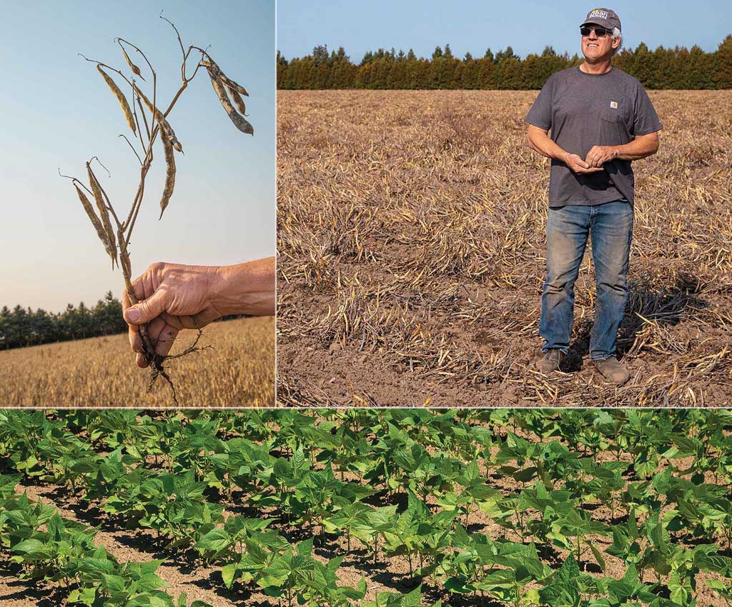 photos of bean crops and man in field