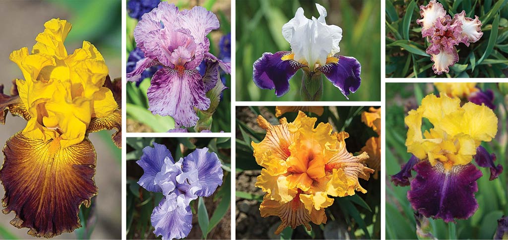 Iris flowers of different variety