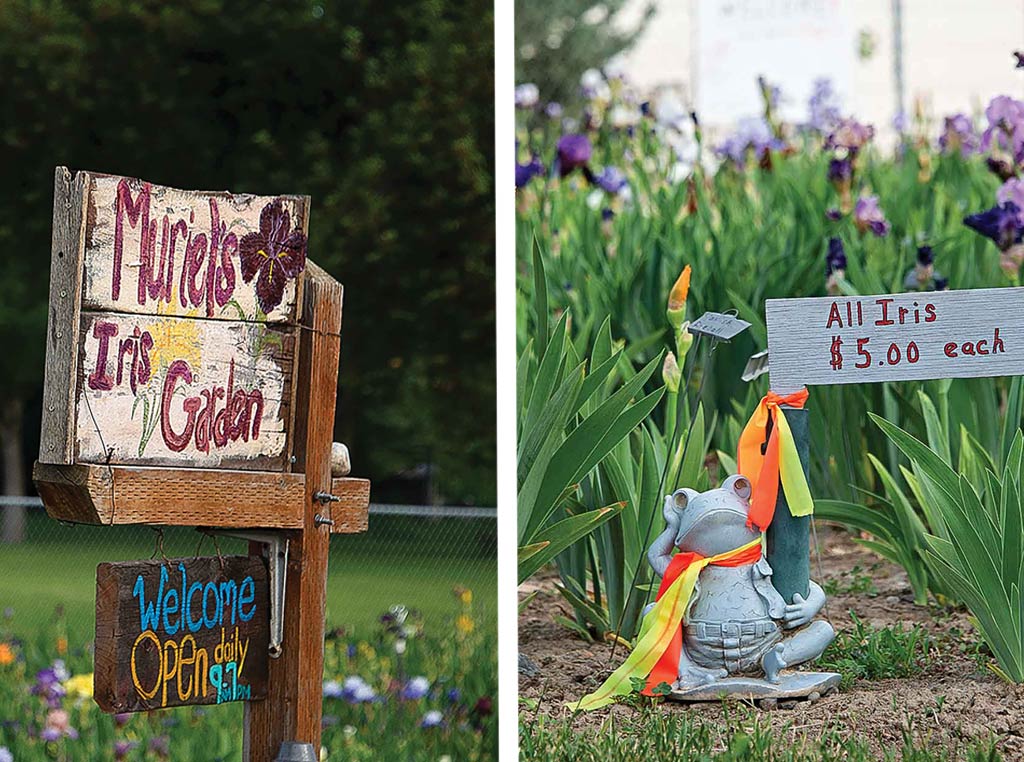 iris garden signs up around garden