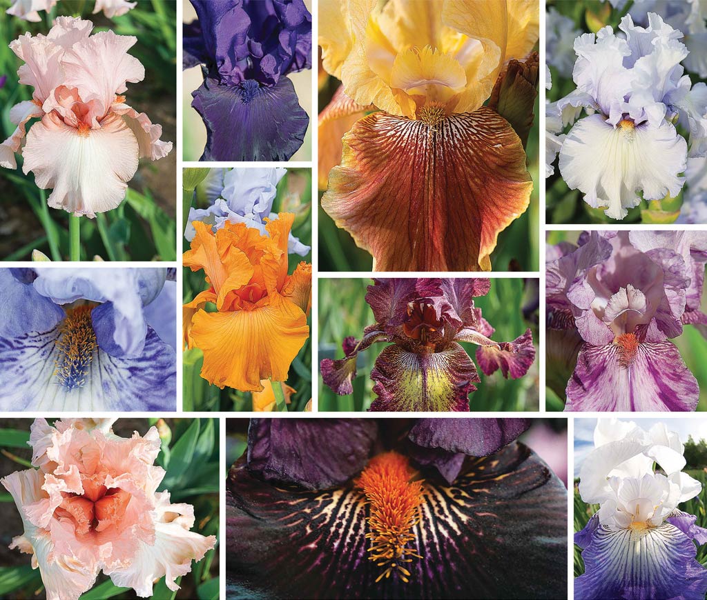 Variety of Iris flowers