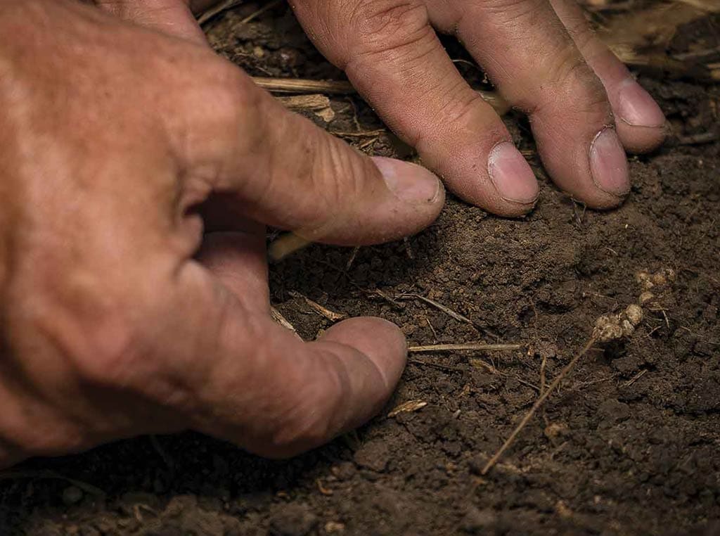 hands in the soil
