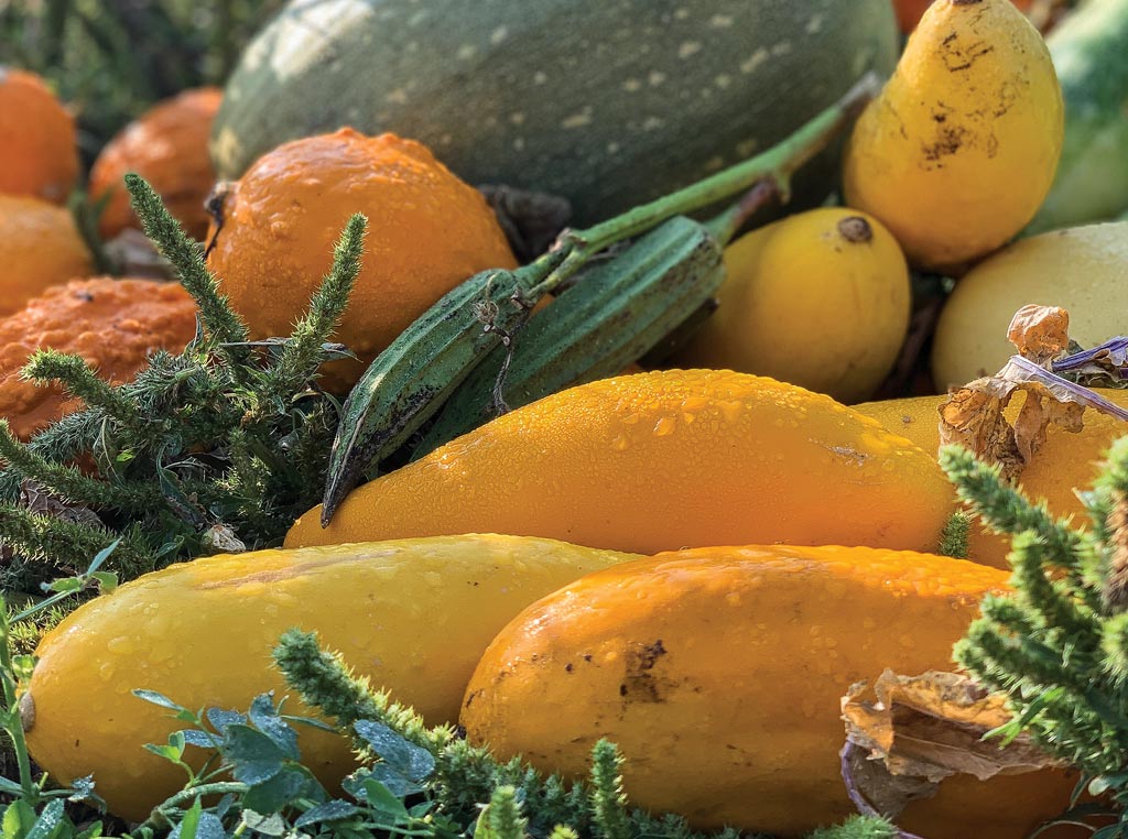 Milpa Garden harvest 