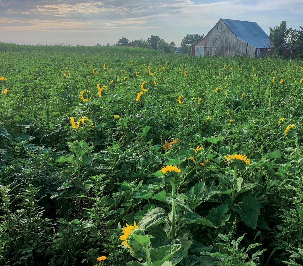 mix plants add beauty to landscape