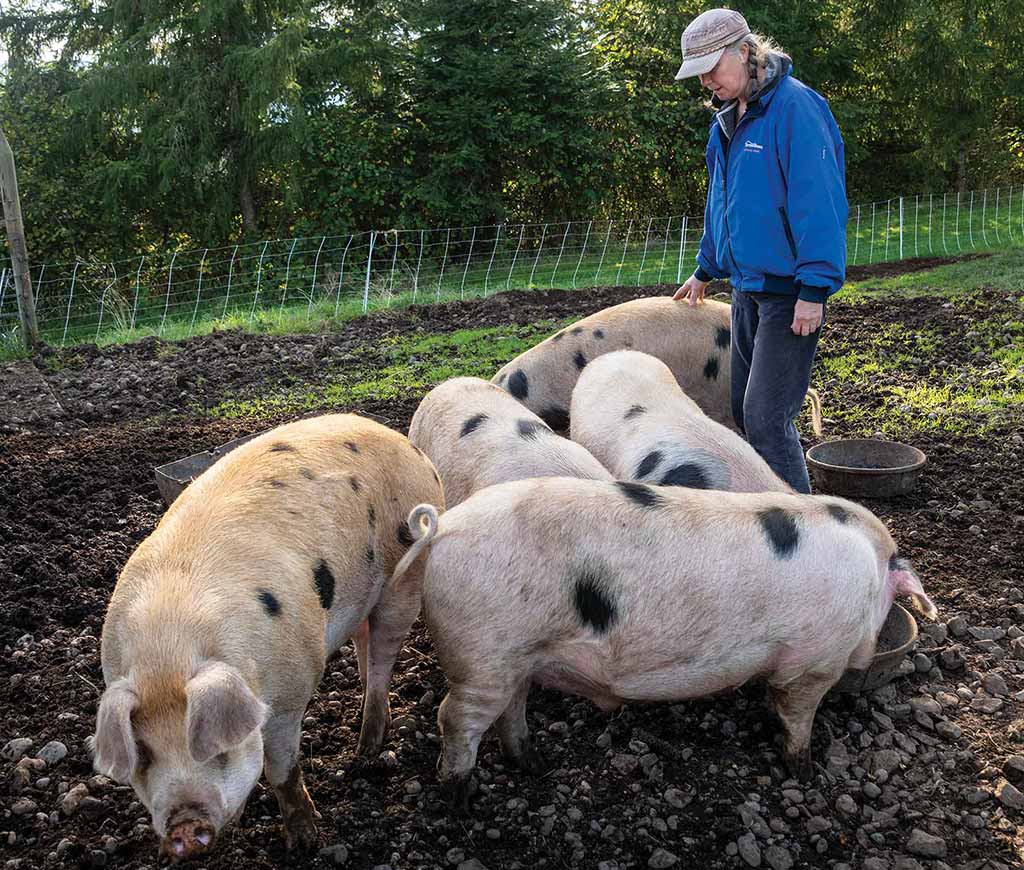 Woman with pigs