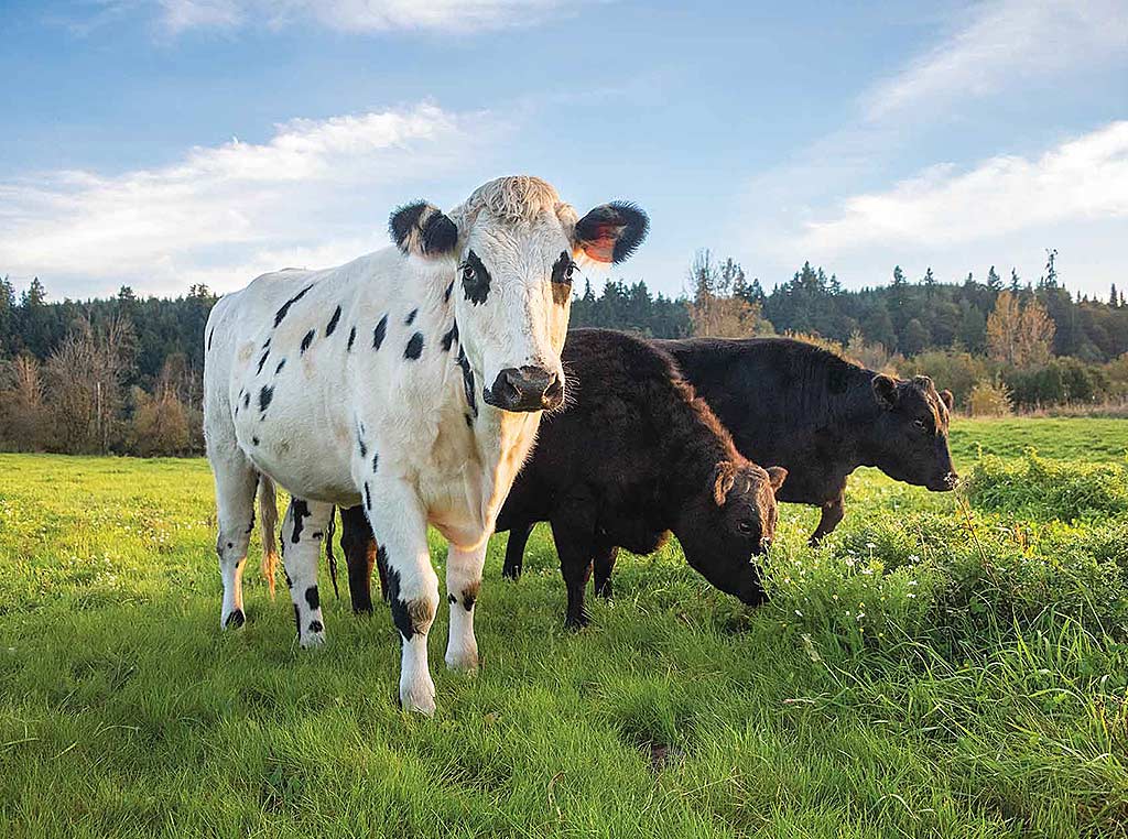 cows grazing