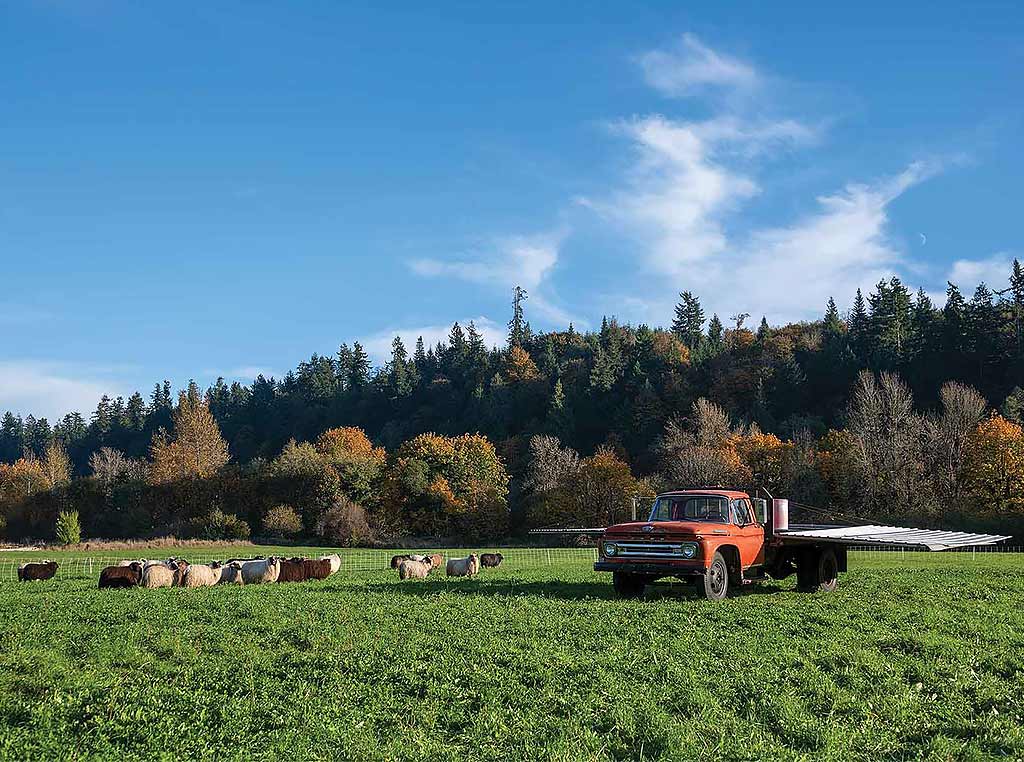 truck with sheep