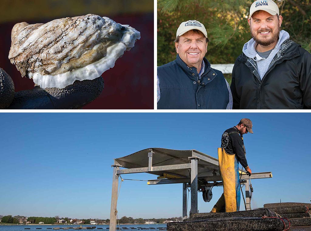 oyster and oyster farmers