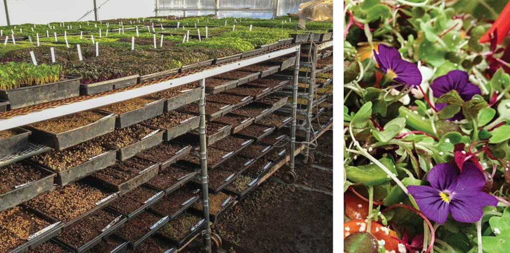 Microgreens garden