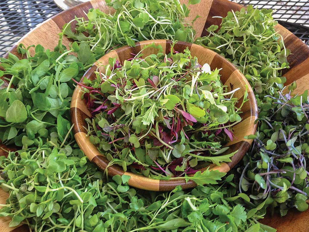 Microgreens