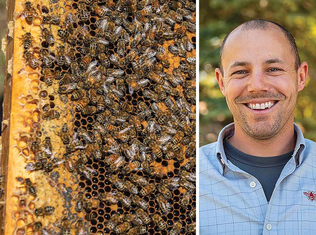bees and Brandon Hopkins photo