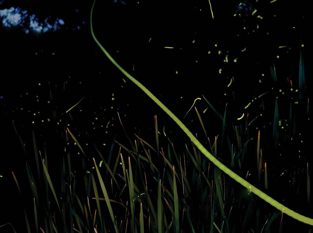 fireflies in grass