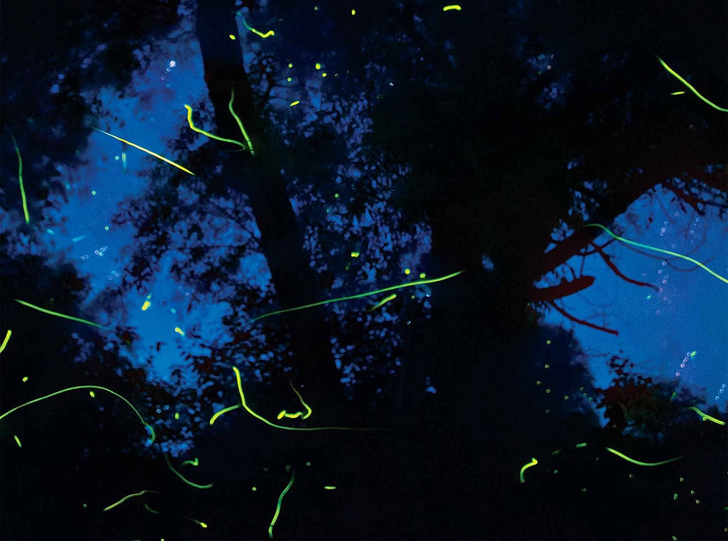 fireflies streaking through the night