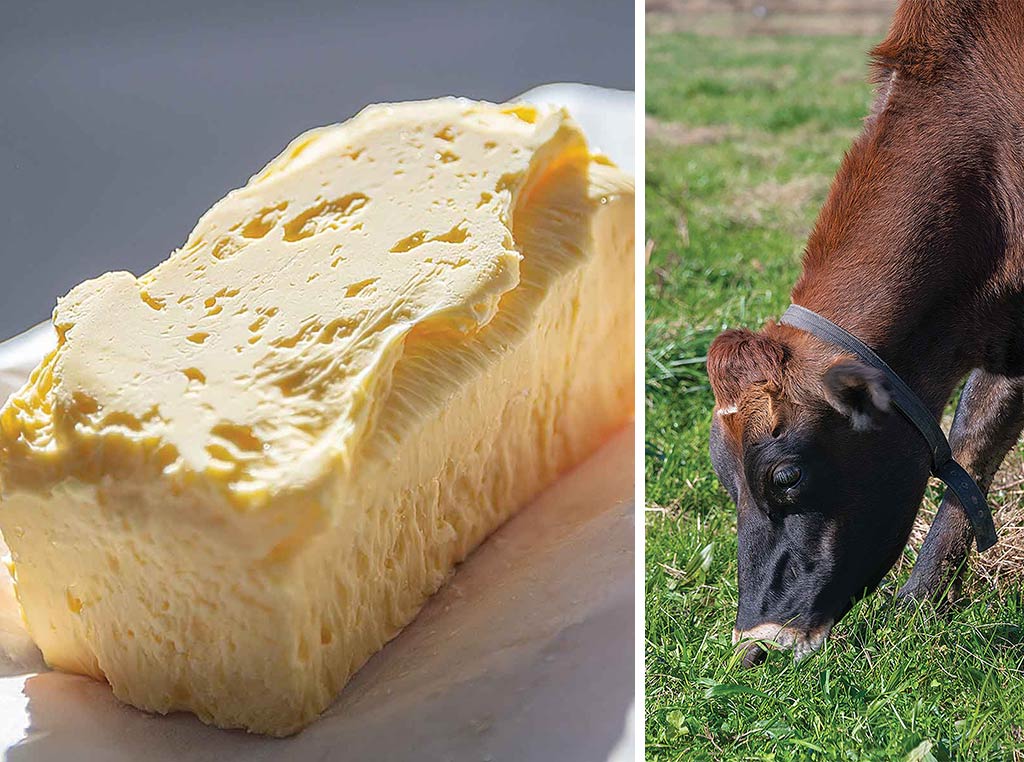 butter and cow