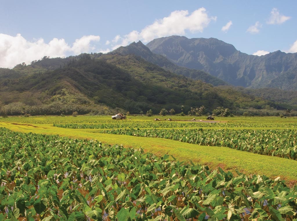 Maui Field Image