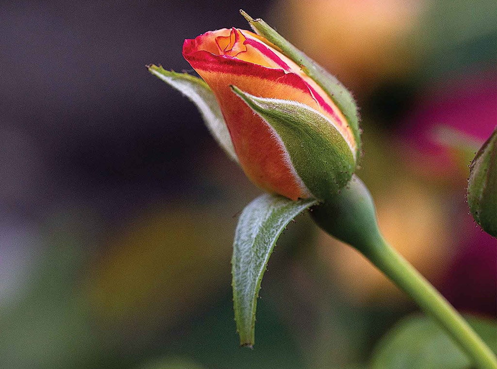 Man with roses