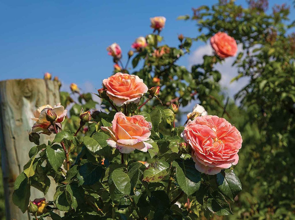 A rose called Orange Pompom. 