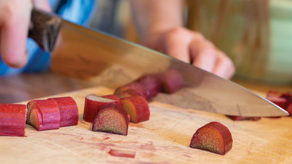 cutting rubarb plant