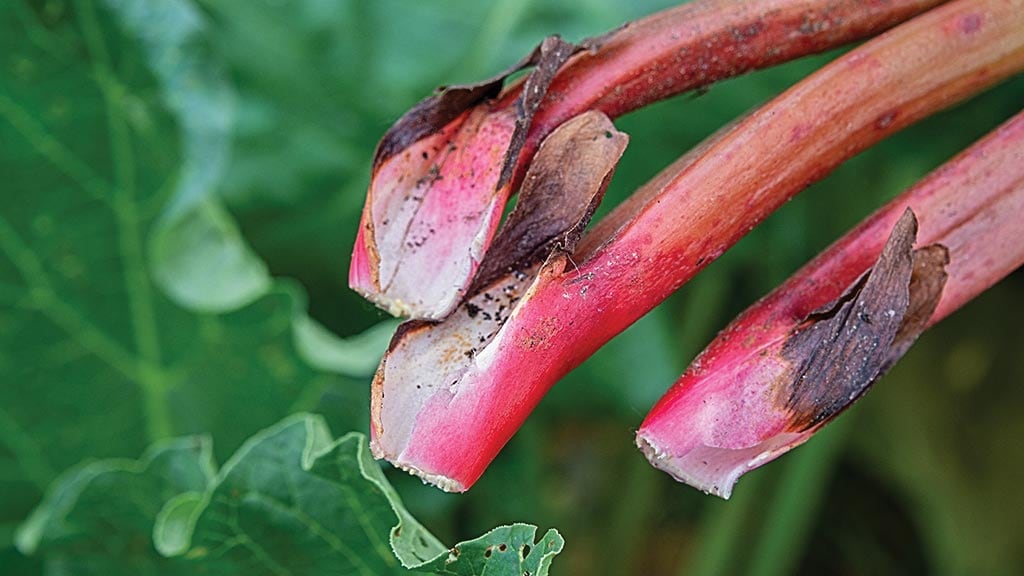 rubarb plant