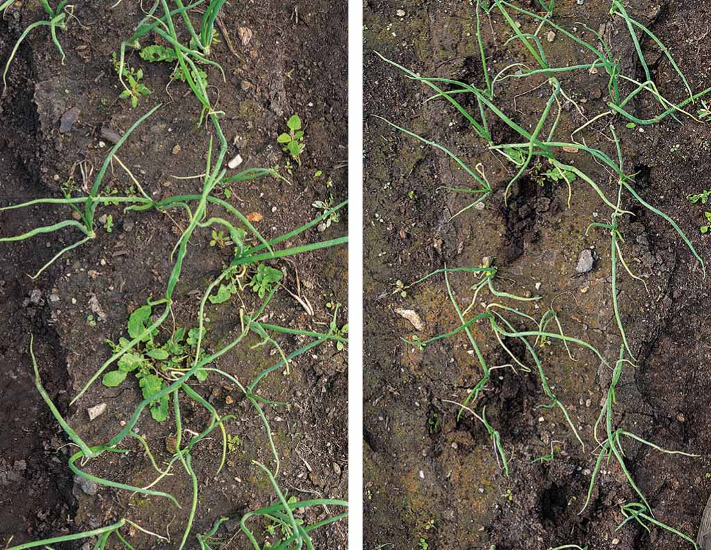 Image of soil with weeds