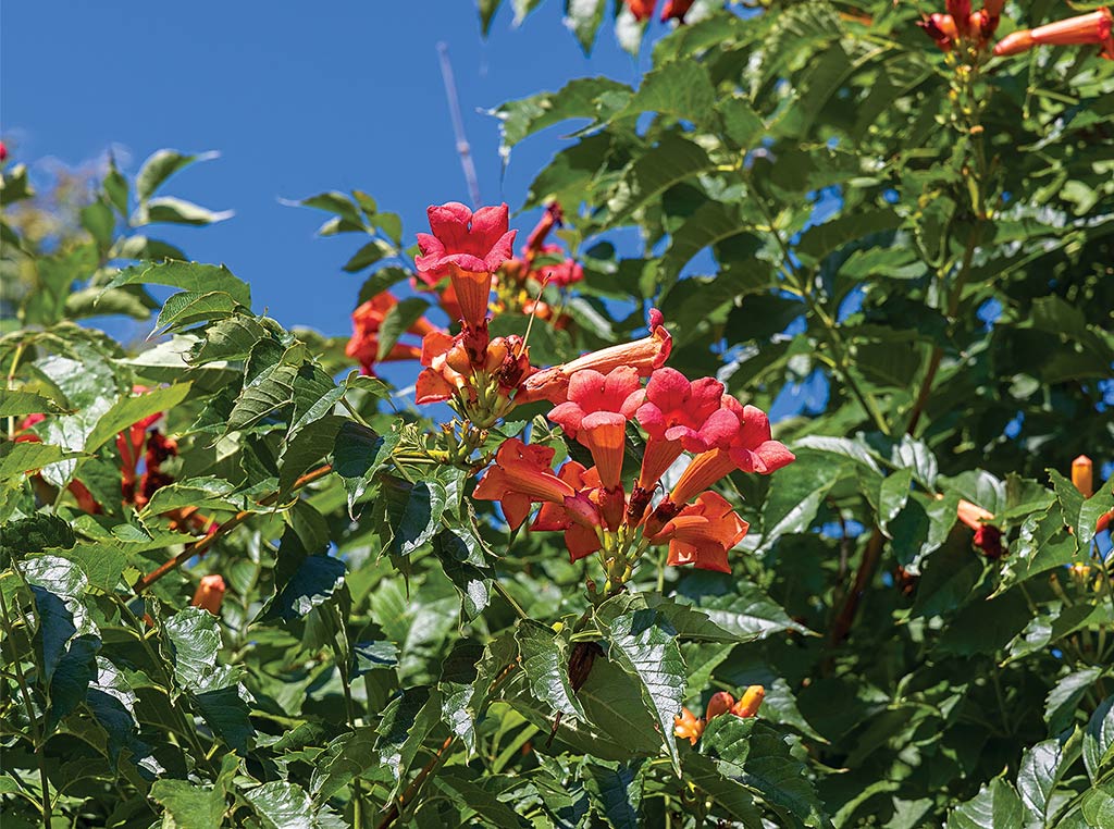 blooming flowers