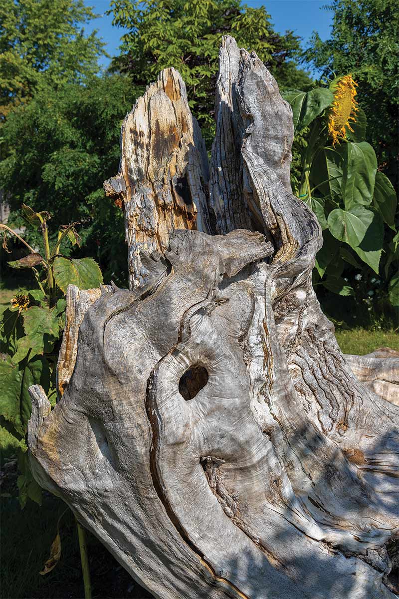 Manitoba maple stump