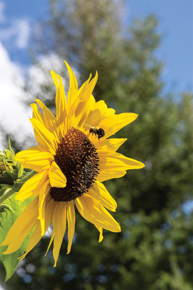 sunflower with bumble bee