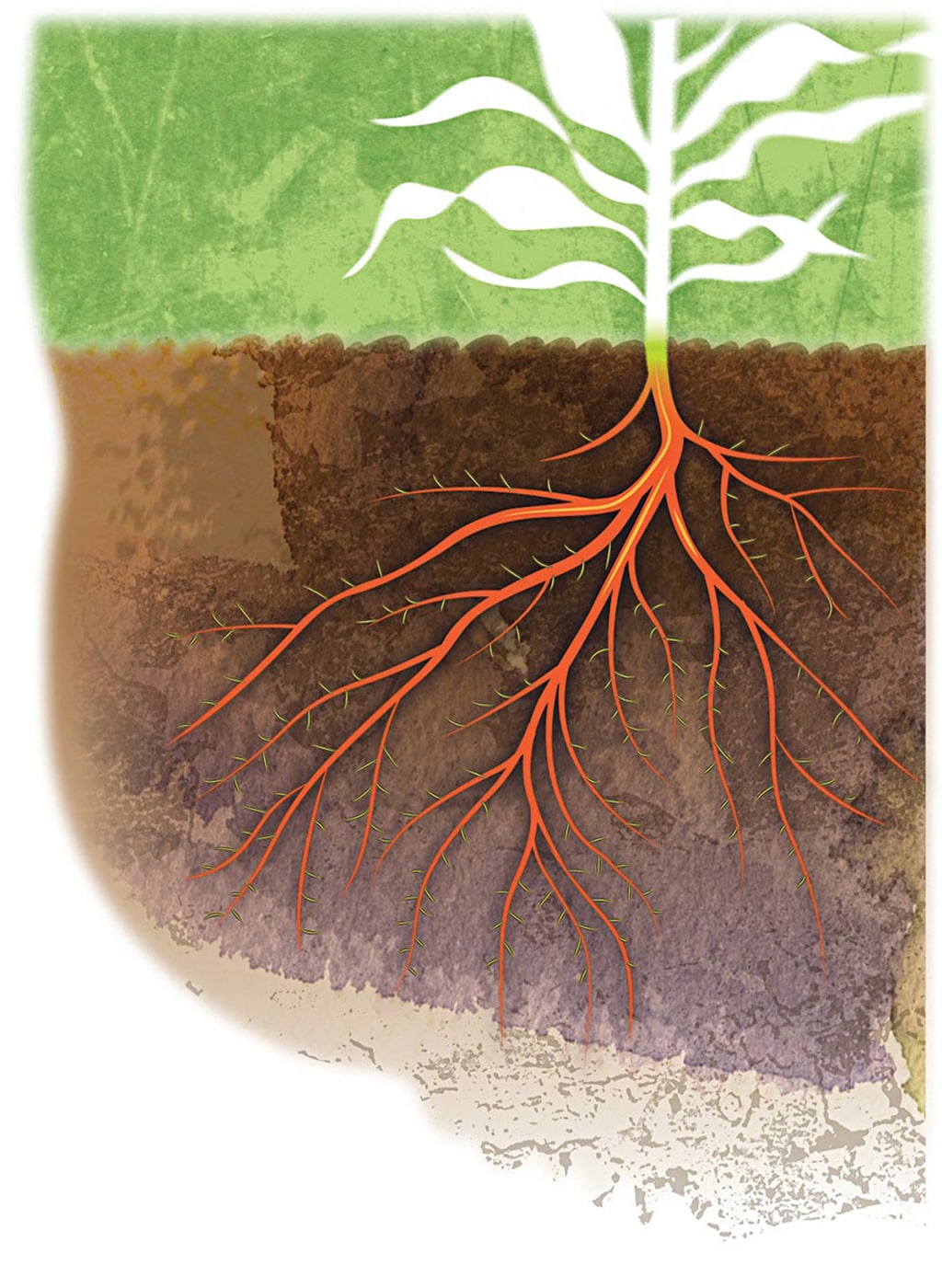 sorghum roots