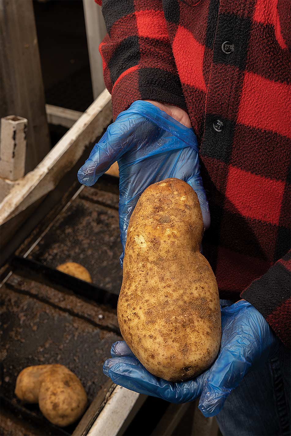 a large potato