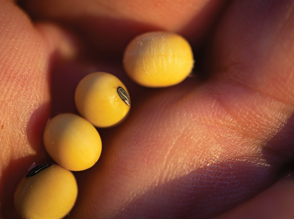 loose soy beans