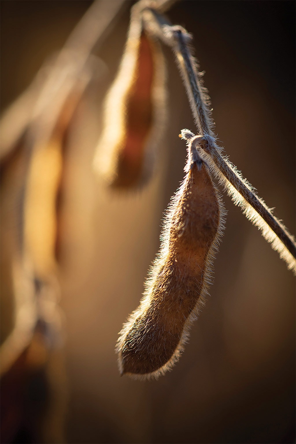 soybean pods