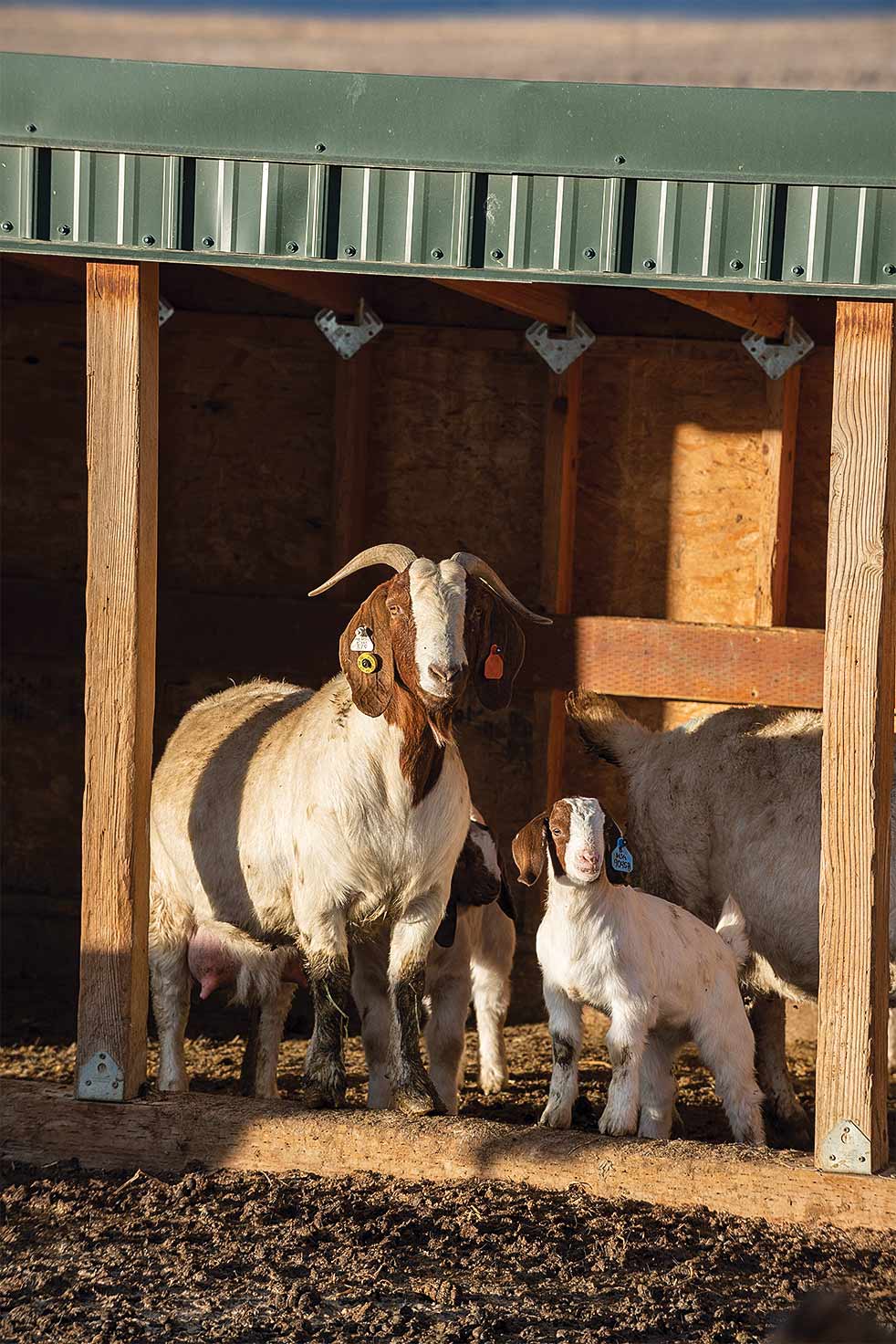 a goat and its kid