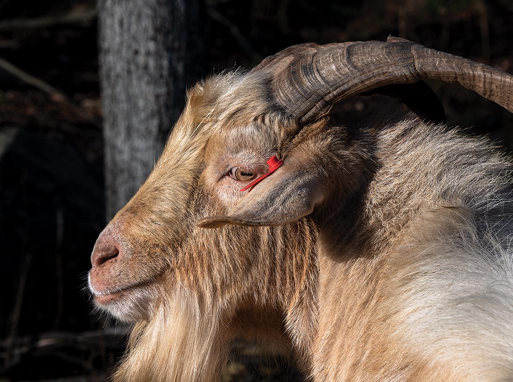 forest goat