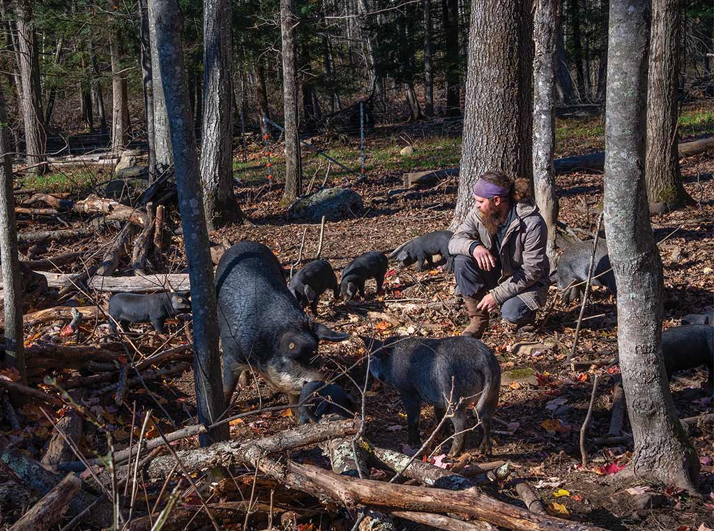 forest pigs with Nick Weinstock