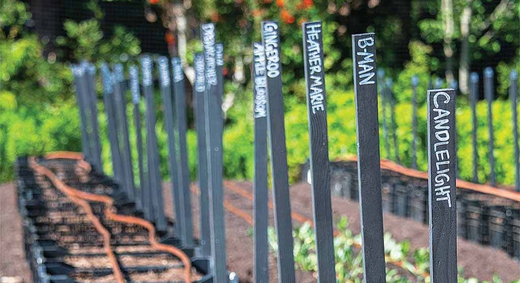 plant labels in a garden