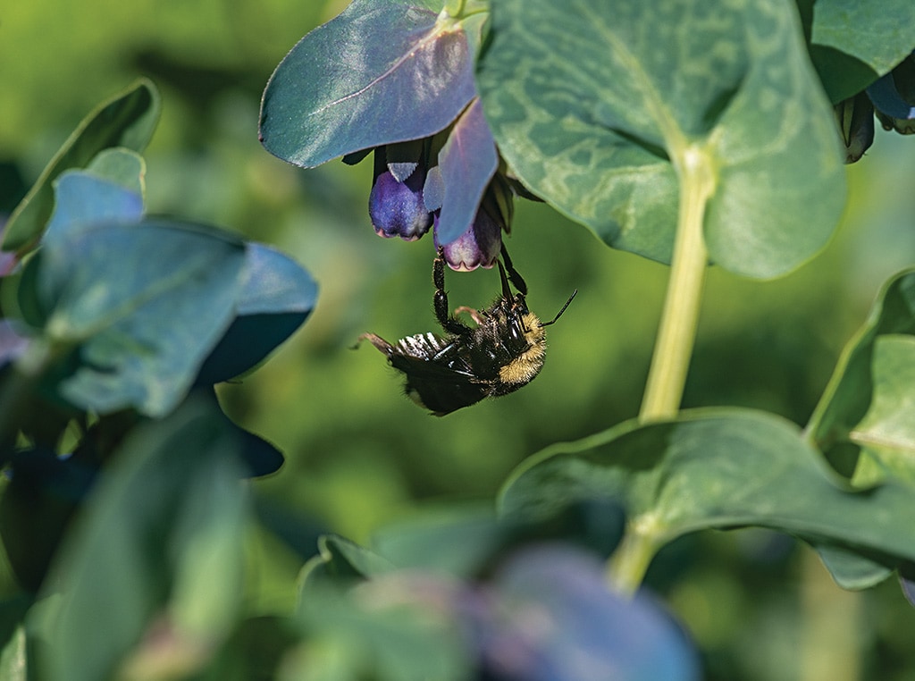 bee on a flower