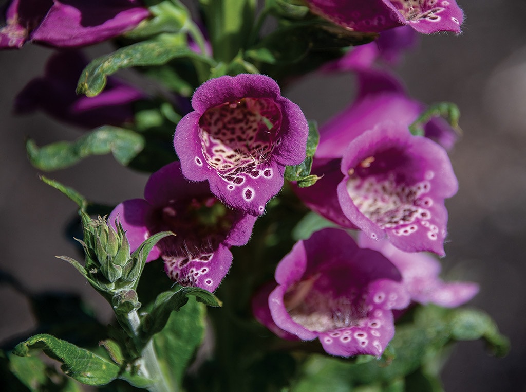 purple foxglove flowers