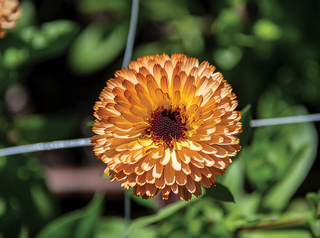 mixed flowers